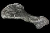 Centrosaurus Metatarsal (Toe Bone) - Montana #69402-2